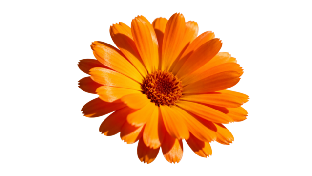 Bright orange flower with layered petals showcases vibrant beauty and natural charm in bloom