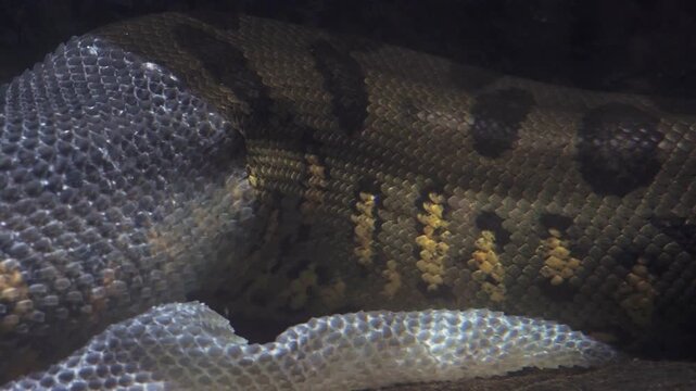 Snake shedding its moult
