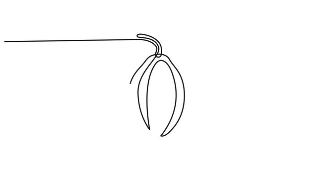 Animated self drawing of continuous one line draw Cocoa beans on a branch, 4k animation video.