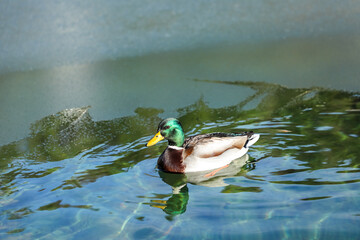 Vibrant mallard drake glides through crystal-clear water near winter ice, its emerald head shimmering in sunlight. Frozen textures, ripples, reflections create a striking wildlife scene.