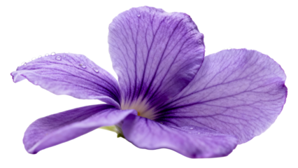 Purple flower with delicate petals and raindrops showcasing natural beauty in a tranquil setting