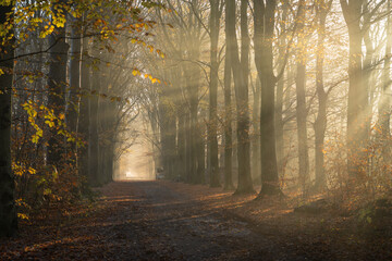 Fototapeta premium Sunbeams shining through the trees in the forrest on an autumn morning.