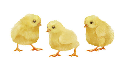 Small chickens on white background. Little clip art set white isolated