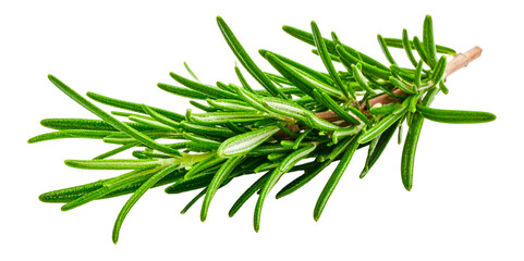 herbal rosemary twig isolated on transparent background