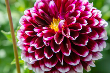 Dahlia flowers in garden close up. Violet purple pink color flower bud. Petal Plant bloom.