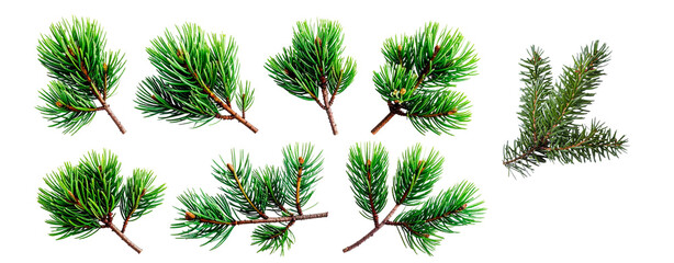set of pine cone tree branches isolated on transparent background