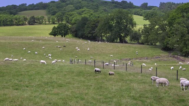 Panning video shot of a flock of sheep grazing in a green pasture in Mid Wales