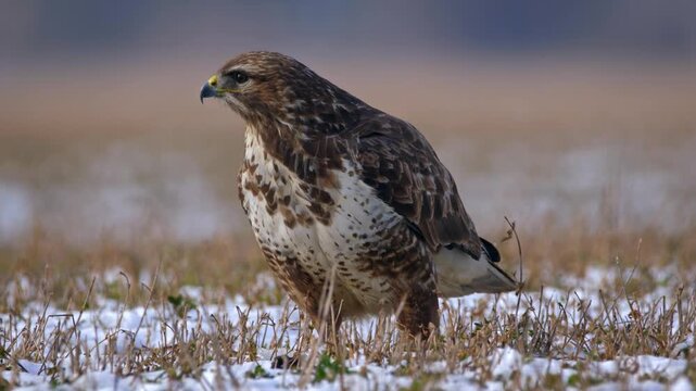 Common buzzard looking around while standing