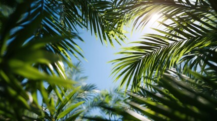 Fototapeta premium Tropical palm leaves sunlight