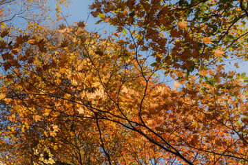 日本の山岳風景