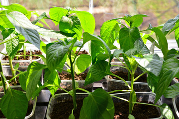 Young Green Pepper Seedlings Growing on a Windowsill in sunlight close up
