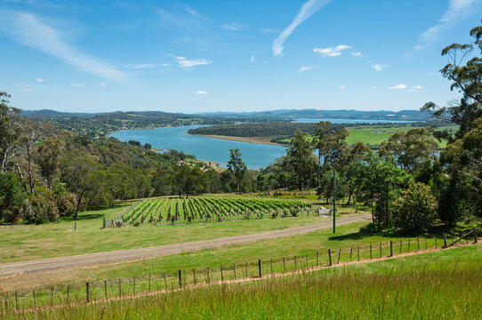 Tamar River view with vineyards and farmland in Tasmania, great for tourism materials, agricultural projects, winery marketing, and landscape editorial use.