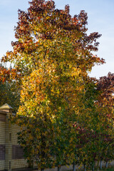 Tall tree Liquidambar styraciflua, commonly called American sweetgum (Amber tree) with vibrant autumn foliage in shades of red, orange, yellow, and green