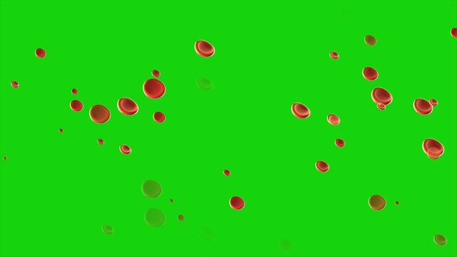 RBC blood cells animation, red blood cell particles flowing, medical biology cell motion, realistic hemoglobin cells moving, healthcare science background, blood cell stream on green screen. 4K