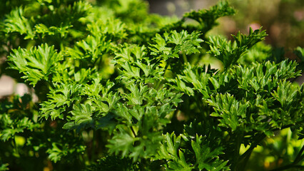 Parsley Herb in the Garden