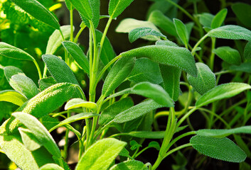 Sage herbs in the garden