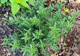 Rosemary plants in the garden