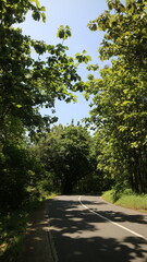 A low-angle, centered shot of a narrow, cracked concrete road leading into a tunnel of lush green foliage and dense tropical trees under a bright daytime sky.