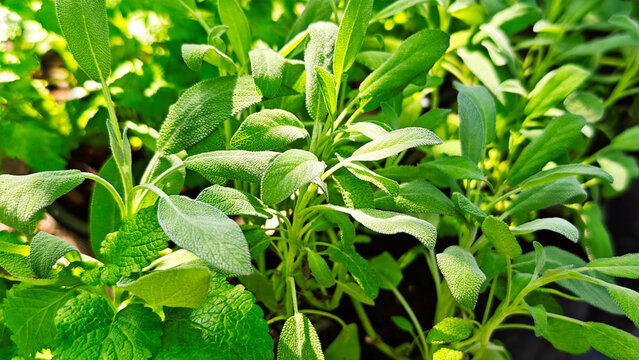 Sage herbs in the garden