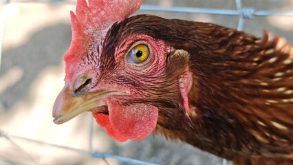 Close-up of a brown chicken