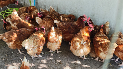 A flock of chickens on a farm