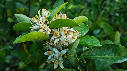Obraz premium Lemon blossoms are blooming on the tree.