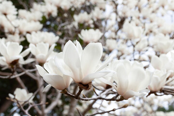 春のハクモクレン