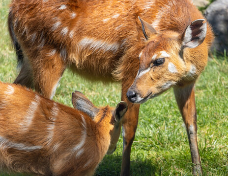 Group of antelopes grazing The sitatunga (tragelaphus spekii gratus)