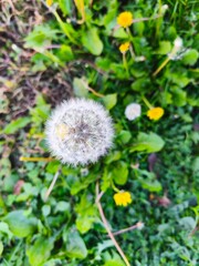 Dandelion seed head close-up in green grass