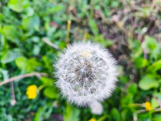 Dandelion seed head close-up in green grass