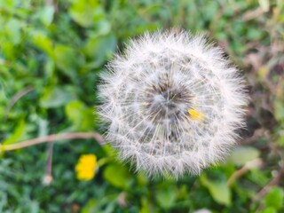 Macro photo of dandelion puffball in nature