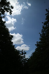 A wide, horizontal shot captured from below, showing a vivid blue sky and scattered white cumulus clouds framed tightly by a dense, dark green canopy of trees on both sides.