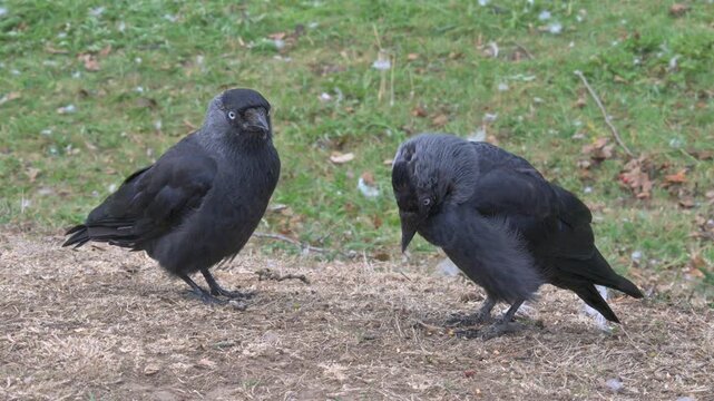 Two Jackdaws (Corvus monedula) resting on a lawn, one preening its feathers. August, Kent, UK. Half speed