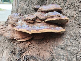 Large tree fungus on old tree bark in natural woodland environment