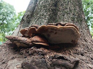 Large tree fungus on old tree bark in natural woodland environment