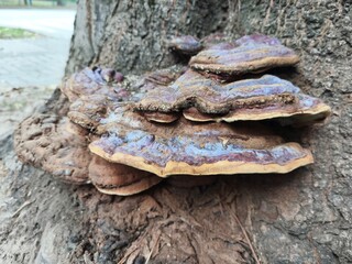 Large tree fungus on old tree bark in natural woodland environment