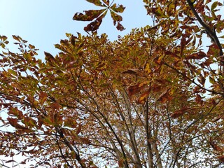 autumn trees in the park