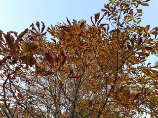 autumn trees in the park