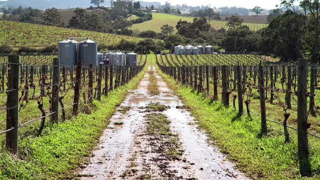 Vineyard agriculture landscape with rows of grapevines and storage tanks