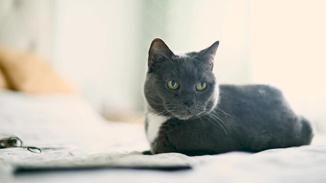 The priceless presence of a beloved friend. A cat. Not just an animal or a friend. They bring a special comfort to the home. Their presence heals the soul.