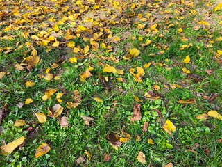 yellow flowers in the grass