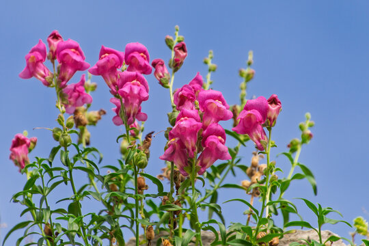 Vibrant pink snapdragons blooming against a clear blue sky. Antirrhinum majus, the common snapdragon