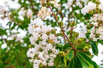 Vibrant white crepe myrtle blossoms with green foliage in blooming garden. Lagerstroemia speciosa, giant crepe-myrtle