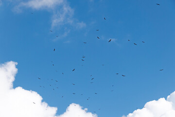 Flock of birds soaring in clear blue sky with white clouds
