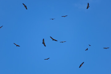 Flock of birds soaring through clear blue sky. The Eurasian griffon vulture