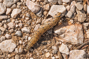 Caterpillar crawling on rocky ground with pebbles and stones. Agrius convolvuli