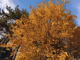 autumn trees in the park