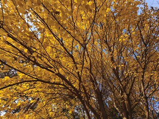 autumn trees in the park