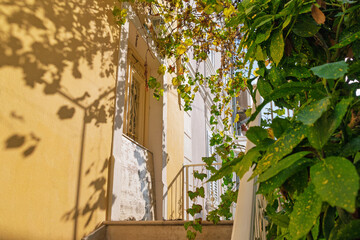 Sunlit entrance with green leaves and shadow patterns on yellow wall