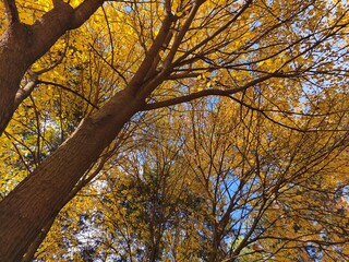autumn trees in the park